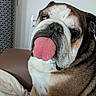 animal, black, brown, bulldog, close_up, couch, cute, dog, ears, expression, face, fur, indoor, muzzle, nose, pet, relaxed, sitting, tongue_out, white