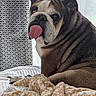 Jojo participe au concours pour gagner de l'argent avec cette photo : bulldog, dog, tongue_out, pet, bed, blanket, indoor, cozy, fur, animal, canine, resting, cute, portrait, closeup, expression, wrinkles, companion, domestic, relaxed