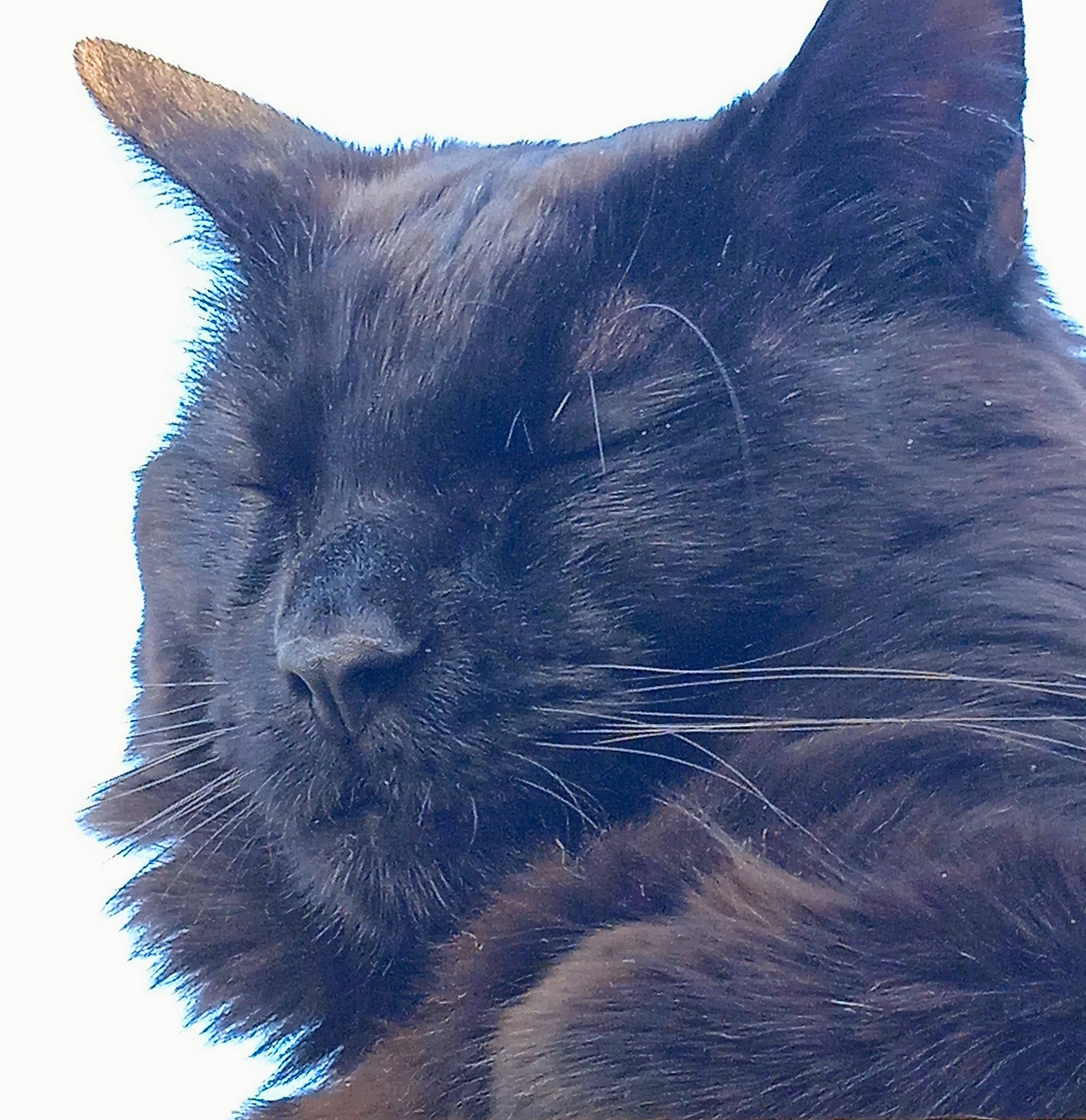 Ramsès a rejoint le concours — aidez-le/la à gagner de superbes lots ! black_cat, carnivore, cat, domestic_short_haired_cat, electric_blue, eye, felidae, fur, grey, head, human_body, mammal, small_to_medium_sized_cats, snout, tail, terrestrial_animal, tree, vertebrate, whiskers, wildlife