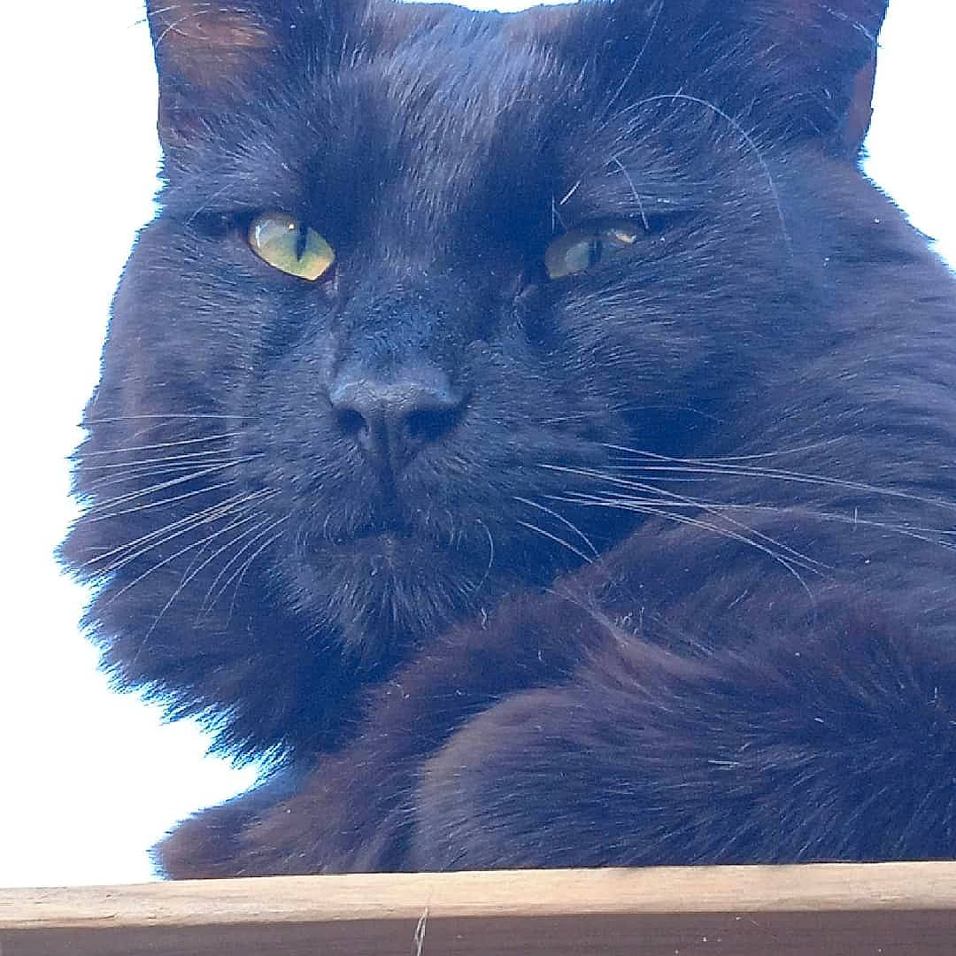 Ramsès participe au concours pour gagner de l'argent avec cette photo : azure, black_cat, carnivore, cat, domestic_short_haired_cat, electric_blue, felidae, fur, grey, rectangle, russian_blue, small_to_medium_sized_cats, snout, square, terrestrial_animal, whiskers, window