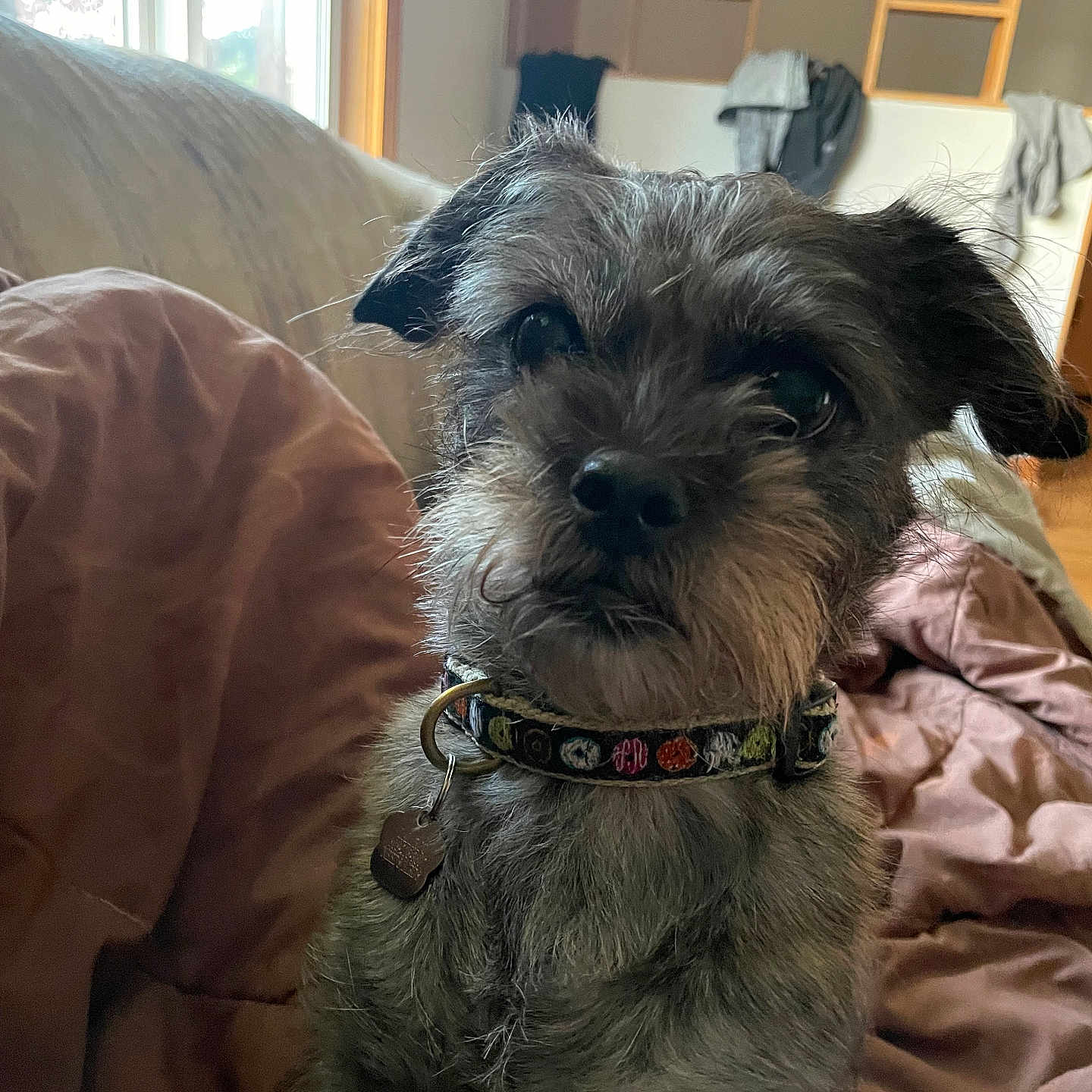 Roo is registered to the contest to win money with this photo: animal, blanket, collar, couch, cozy, curious, cute, dog, domestic, expression, face, fur, furniture, home, indoor, light, pet, portrait, small_dog, window