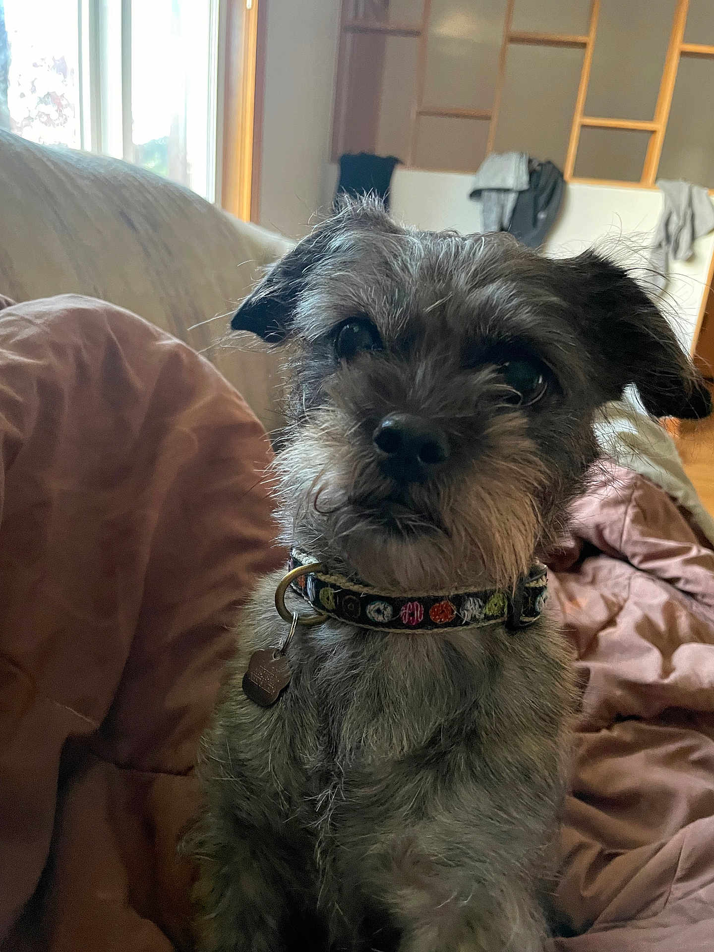 Roo is registered to the contest to win money with this photo: dog, pet, indoor, couch, blanket, collar, fur, face, cute, animal, cozy, home, curious, furniture, window, light, expression, small_dog, portrait, domestic