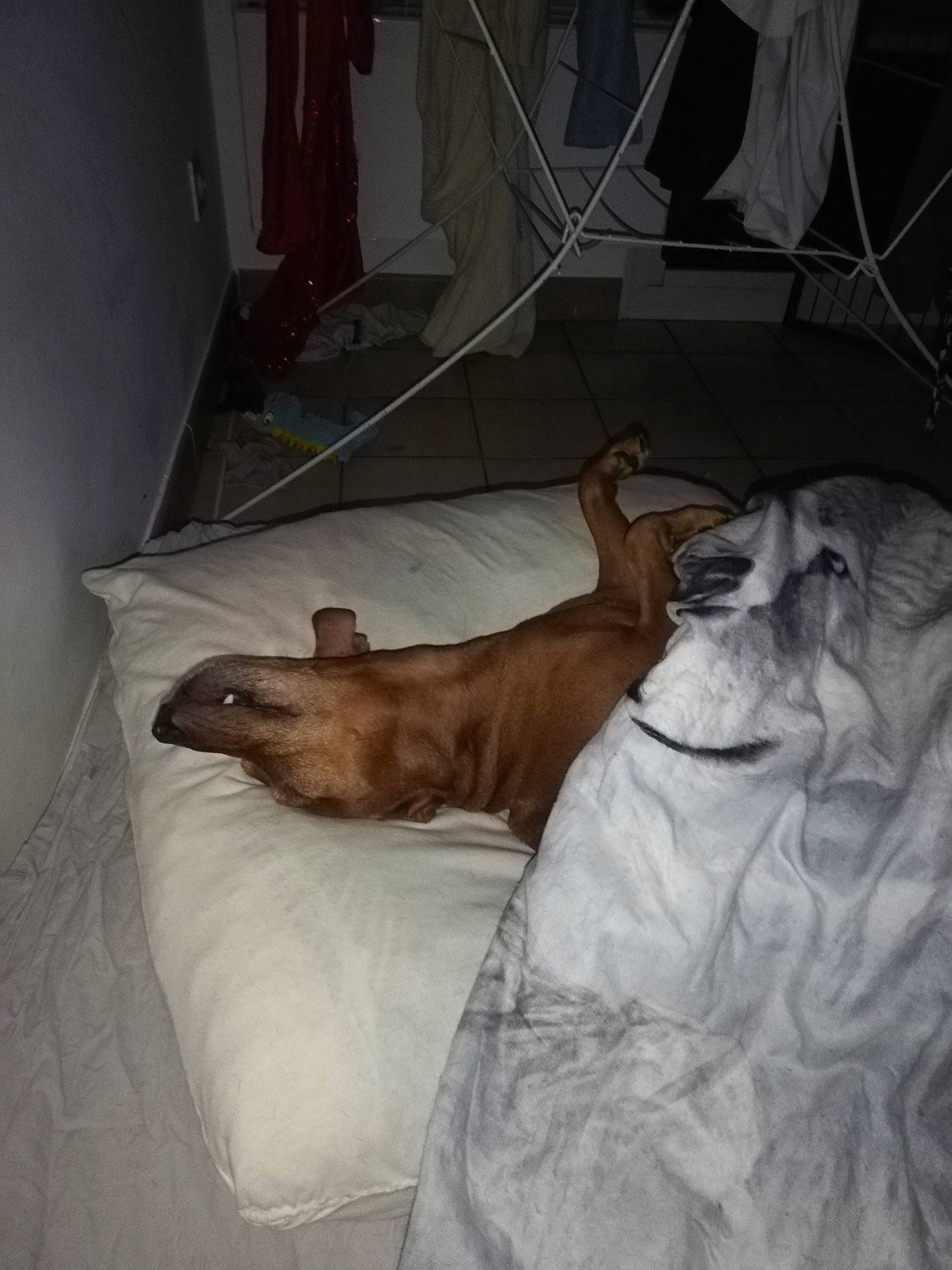 Jules participe au concours pour gagner de l'argent avec cette photo : boerboel, canidae, carnivore, companion_dog, dog, dog_breed, fawn, non_sporting_group, shar_pei, sporting_group