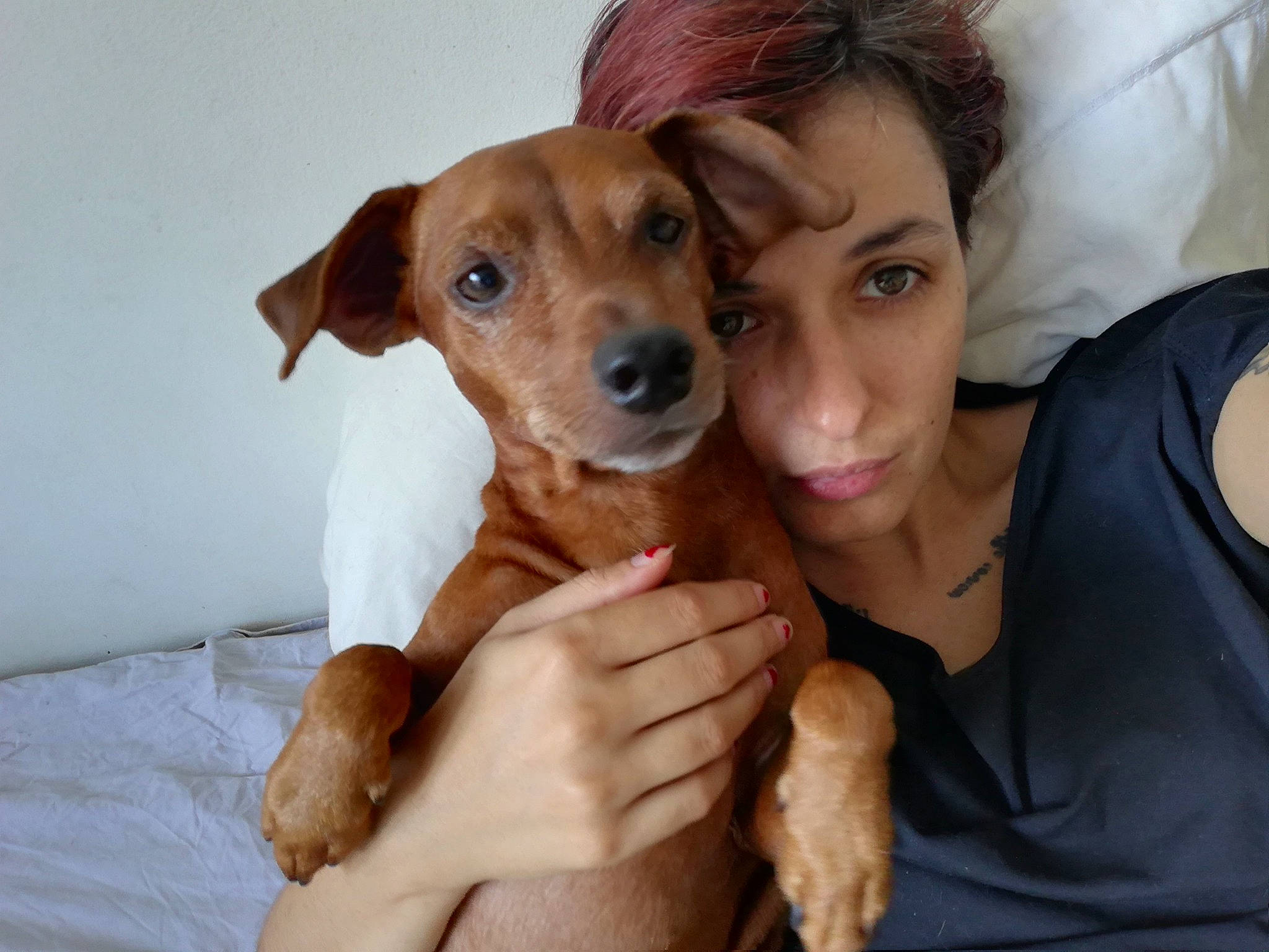Jules a rejoint le concours — aidez-le/la à gagner de superbes lots ! canidae, carnivore, companion_dog, dachshund, dog, dog_breed, fawn, german_pinscher, mammal, miniature_pinscher, potcake_dog, puppy, puppy_love, skin, vertebrate