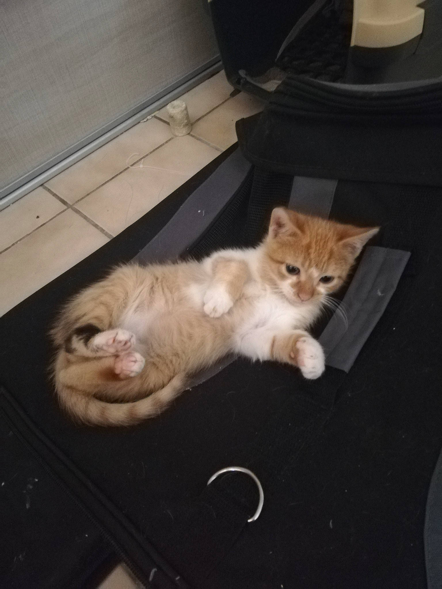 Sweeney a rejoint le concours — aidez-le/la à gagner de superbes lots ! american_shorthair, asian, carnivore, cat, domestic_short_haired_cat, european_shorthair, felidae, floor, fur, kitten, munchkin, paw, polydactyl_cat, shoe, small_to_medium_sized_cats, tabby_cat, tail, whiskers