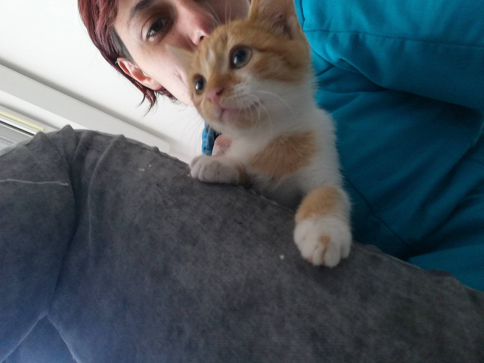 Sweeney participe au concours pour gagner de l'argent avec cette photo : aegean_cat, asian, carnivore, cat, domestic_short_haired_cat, european_shorthair, eye, fawn, felidae, fur, kitten, mammal, ojos_azules, polydactyl_cat, skin, small_to_medium_sized_cats, turkish_angora, turkish_van, vertebrate, whiskers