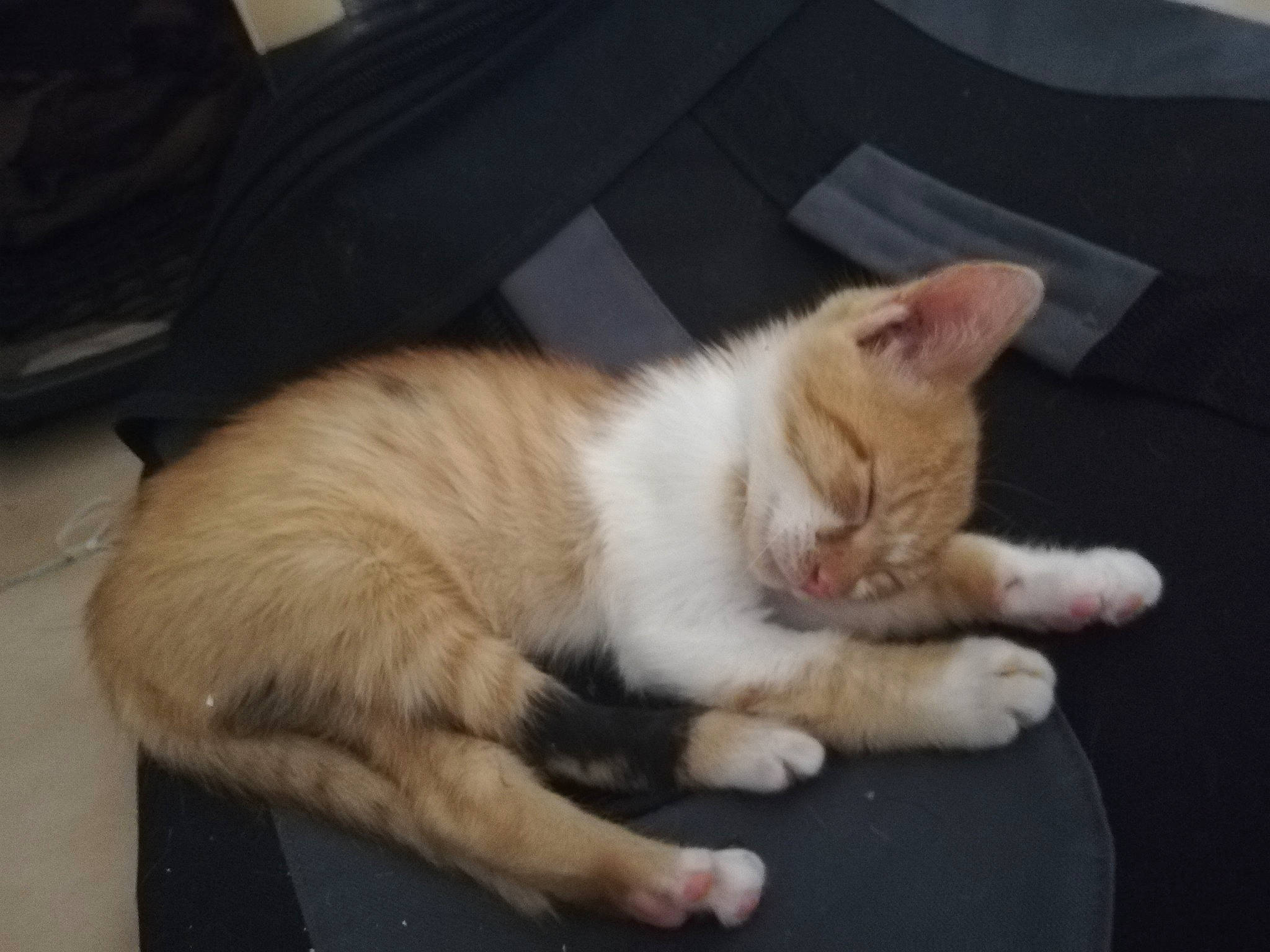 Sweeney a rejoint le concours — aidez-le/la à gagner de superbes lots ! aegean_cat, asian, carnivore, cat, domestic_short_haired_cat, ear, european_shorthair, eye, facial_expression, felidae, fur, kitten, mammal, paw, polydactyl_cat, small_to_medium_sized_cats, snout, tail, vertebrate, whiskers