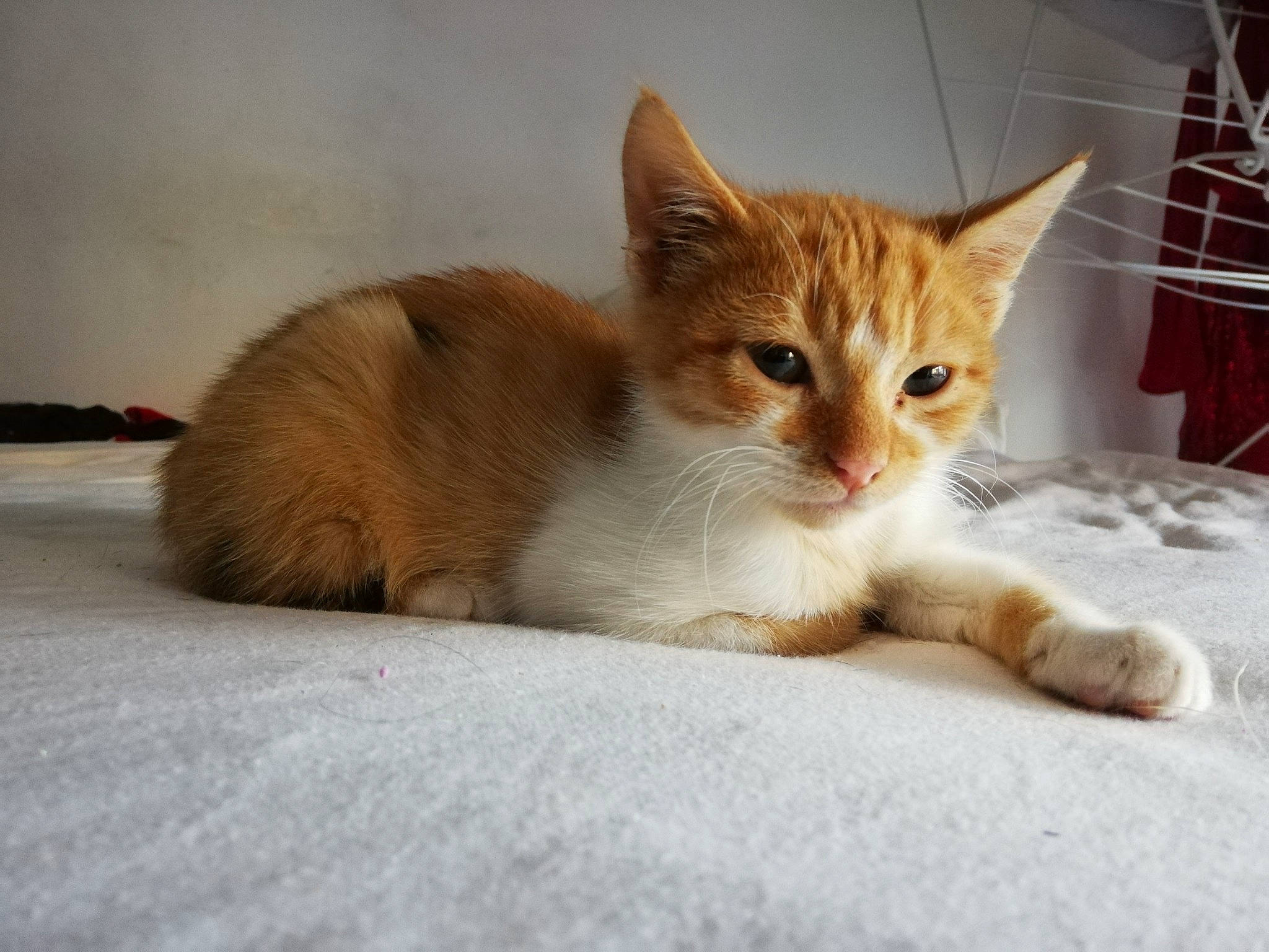 Sweeney participe au concours pour gagner de l'argent avec cette photo : aegean_cat, arabian_mau, asian, carnivore, cat, domestic_short_haired_cat, european_shorthair, eye, fawn, felidae, kitten, mammal, munchkin, ojos_azules, polydactyl_cat, small_to_medium_sized_cats, snout, tabby_cat, vertebrate, whiskers