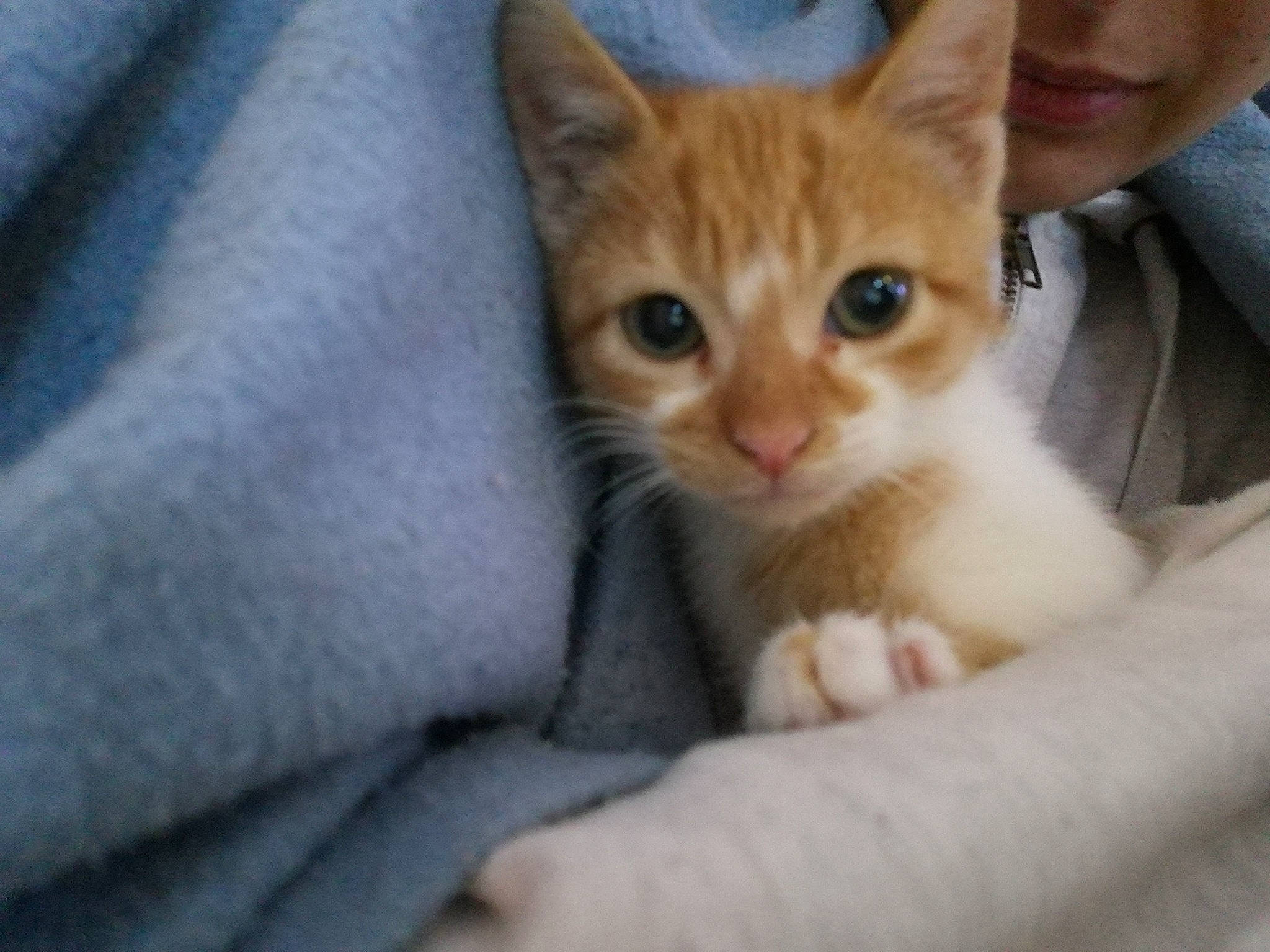 Sweeney a rejoint le concours — aidez-le/la à gagner de superbes lots ! aegean_cat, american_wirehair, arabian_mau, asian, australian_mist, carnivore, cat, domestic_short_haired_cat, european_shorthair, felidae, german_rex, kitten, mammal, ojos_azules, polydactyl_cat, singapura, small_to_medium_sized_cats, snout, vertebrate, whiskers