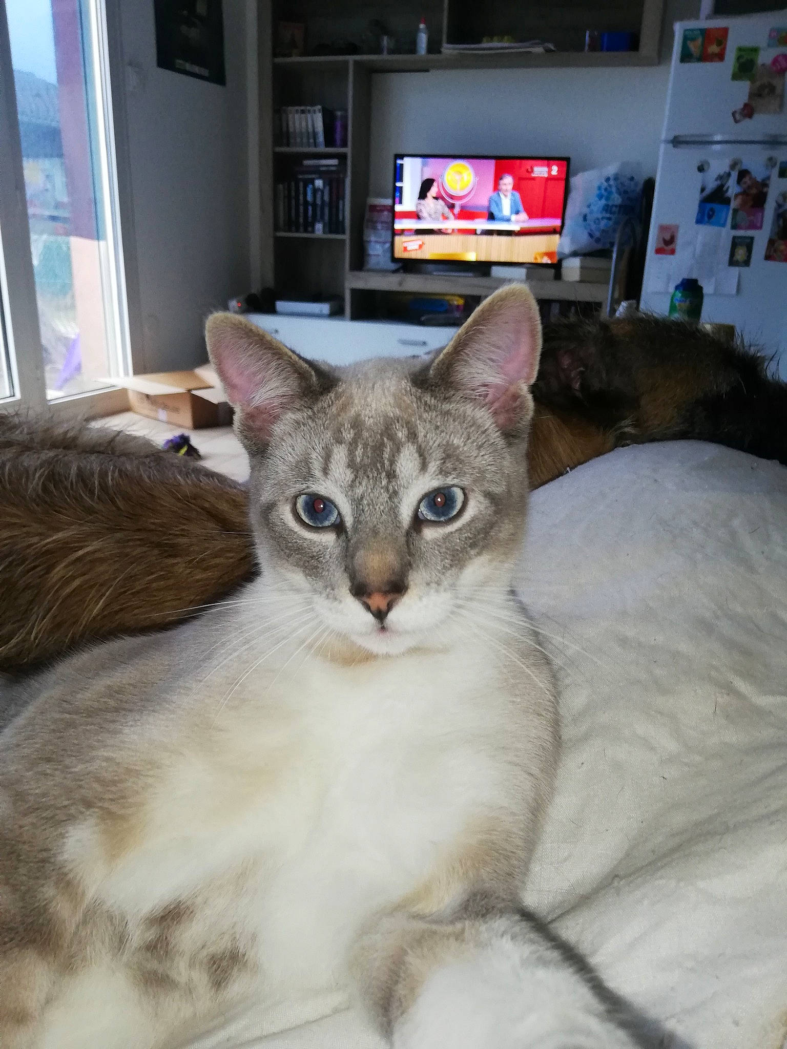 Spike participe au concours pour gagner de l'argent avec cette photo : carnivore, cat, cat_furniture, cat_supply, comfort, domestic_short_haired_cat, eye, fawn, felidae, fur, paw, picture_frame, room, small_to_medium_sized_cats, snout, tail, terrestrial_animal, whiskers, window