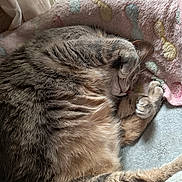 Minette a rejoint le concours — aidez-le/la à gagner de superbes lots ! cat, tabby_cat, sleeping, paw, fur, blanket, polka_dot, cozy, indoor, resting, cute, pet, animal, feline, soft, curled_up, relaxed, whiskers, nap, domestic