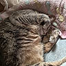 cat, tabby_cat, sleeping, paw, fur, blanket, polka_dot, cozy, indoor, resting, cute, pet, animal, feline, soft, curled_up, relaxed, whiskers, nap, domestic
