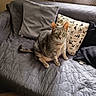 Minette participe au concours pour gagner de l'argent avec cette photo : cat, tabby_cat, green_eyes, couch, pillow, gray, indoor, window, curious, pet, feline, seated, fabric, decor, living_room, texture, natural_light, home, animal, cute