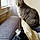 Minette