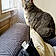 Minette