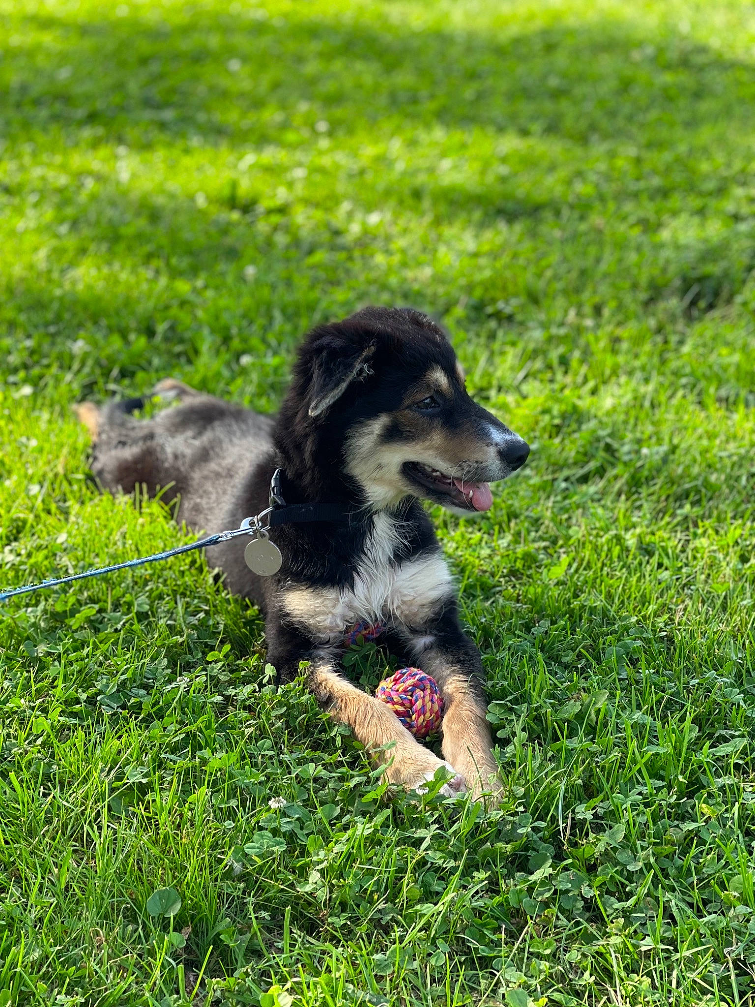 Holy a rejoint le concours — aidez-le/la à gagner de superbes lots ! art, canidae, carnivore, companion_dog, dog, dog_breed, garden, grass, grassland, groundcover, hunting_dog, lawn, plant, puppy, snout, soil, sporting_group, tail, terrestrial_animal, working_dog