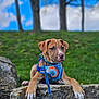 animal, blue_sky, brown_dog, clouds, curious, dog, grass, harness, leash, nature, outdoor, pet, portrait, puppy, resting, rock, summer, trees, white_paws, young_dog