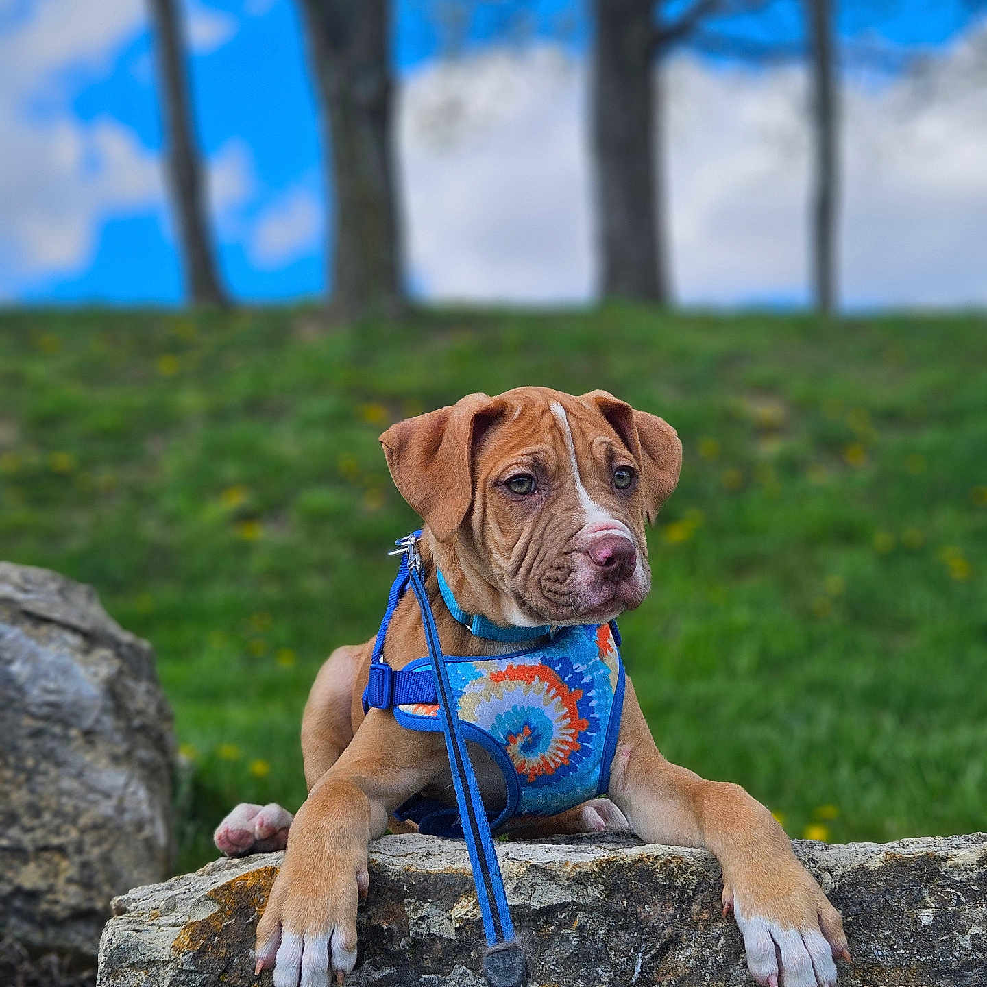 Zain Sudrich joined the competition — help win amazing prizes! animal, blue_sky, brown_dog, clouds, curious, dog, grass, harness, leash, nature, outdoor, pet, portrait, puppy, resting, rock, summer, trees, white_paws, young_dog