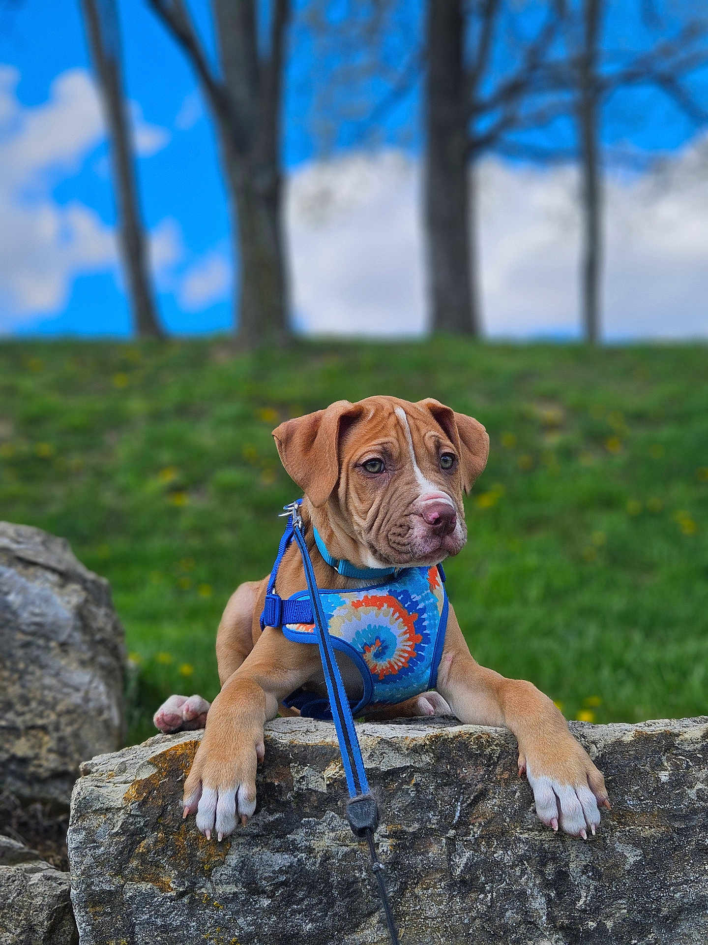 Zain Sudrich joined the competition — help win amazing prizes! animal, blue_sky, brown_dog, clouds, curious, dog, grass, harness, leash, nature, outdoor, pet, portrait, puppy, resting, rock, summer, trees, white_paws, young_dog