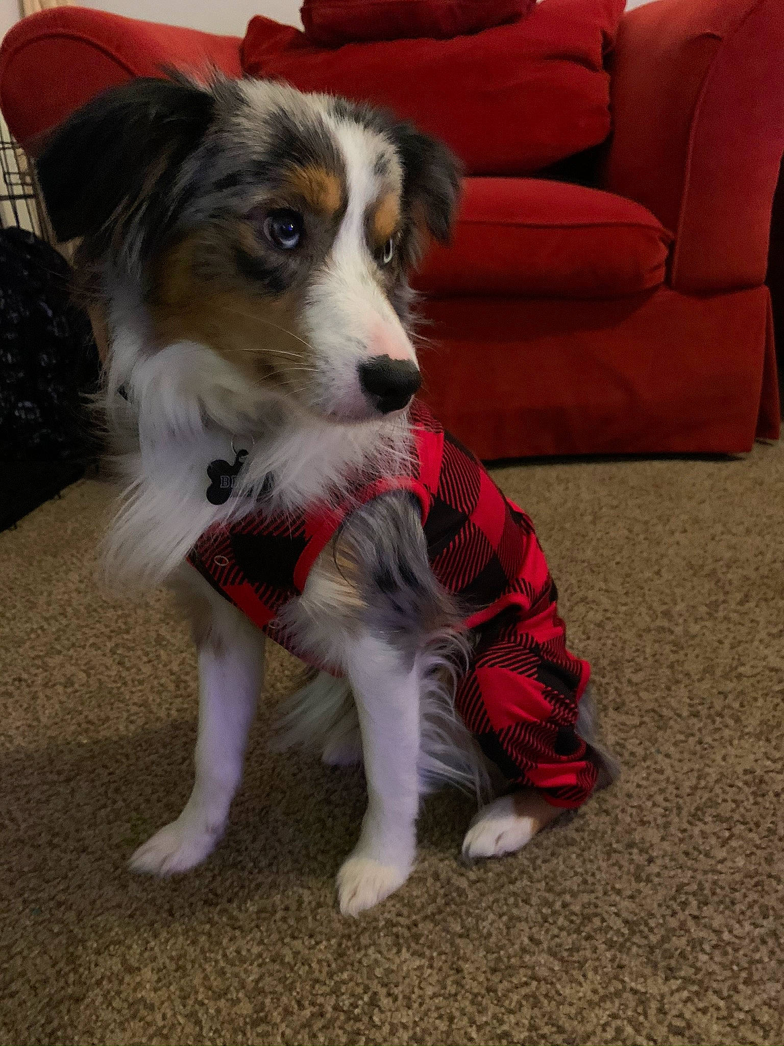 Beau is registered to the contest to win money with this photo: canidae, carnivore, companion_dog, couch, dog, dog_breed, dog_supply, floor, flooring, fur, herding_dog, living_room, pillow, snout, sporting_group, studio_couch, texas_heeler, throw_pillow, whiskers, working_animal