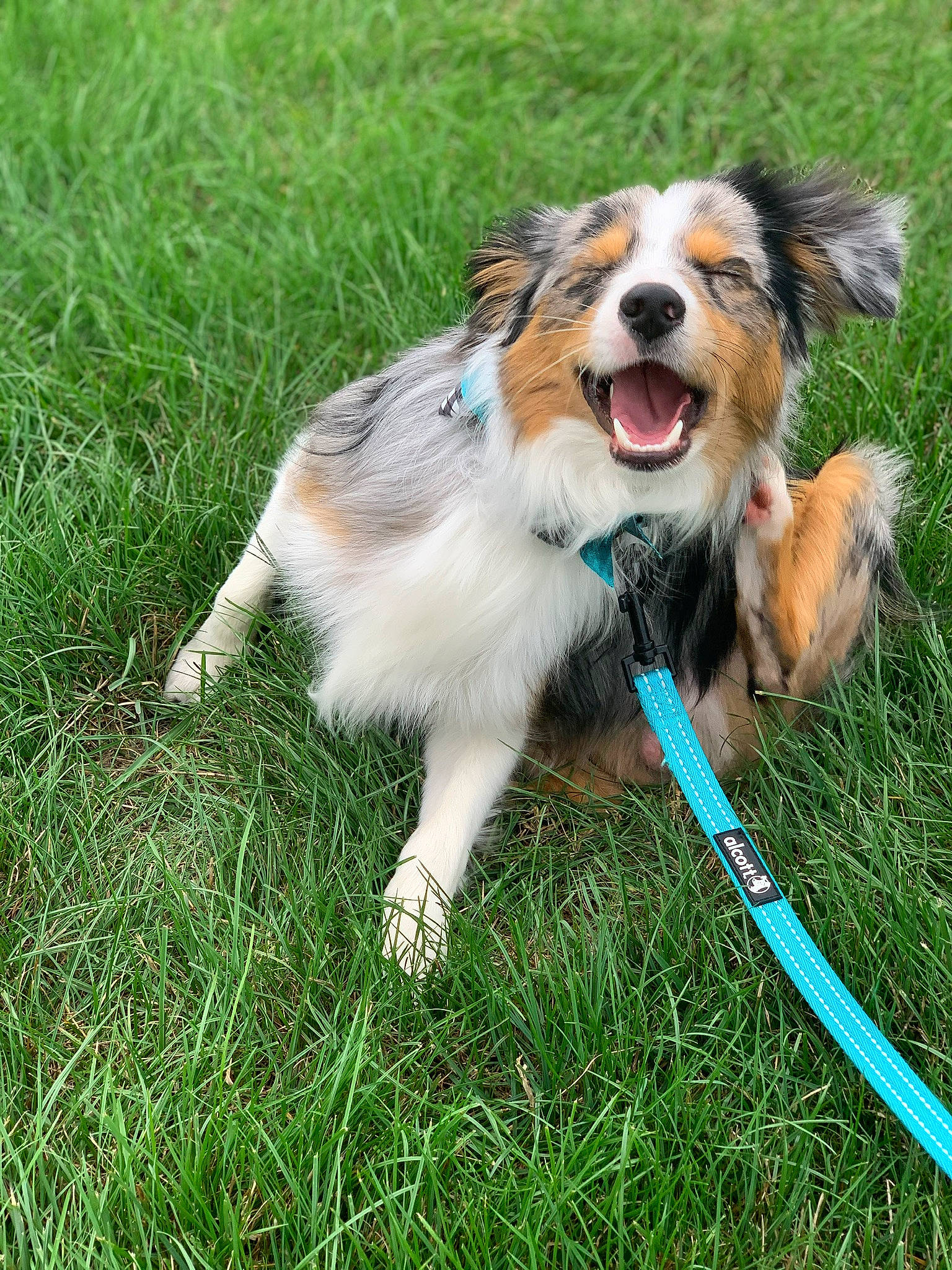 Beau is registered to the contest to win money with this photo: canidae, carnivore, collar, companion_dog, dog, dog_breed, dog_collar, dog_supply, dog_toy, fur, grass, grass_family, herding_dog, leash, mammal, pet_supply, snout, sporting_group, whiskers, working_animal