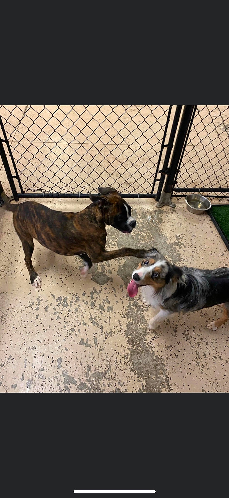 Beau joined the competition — help win amazing prizes! canidae, carnivore, chain_link_fencing, collar, companion_dog, dog, dog_breed, dog_supply, fence, iron, liver, mammal, mesh, pet_supply, snout, sporting_group, vertebrate, wire_fencing, working_animal, working_dog