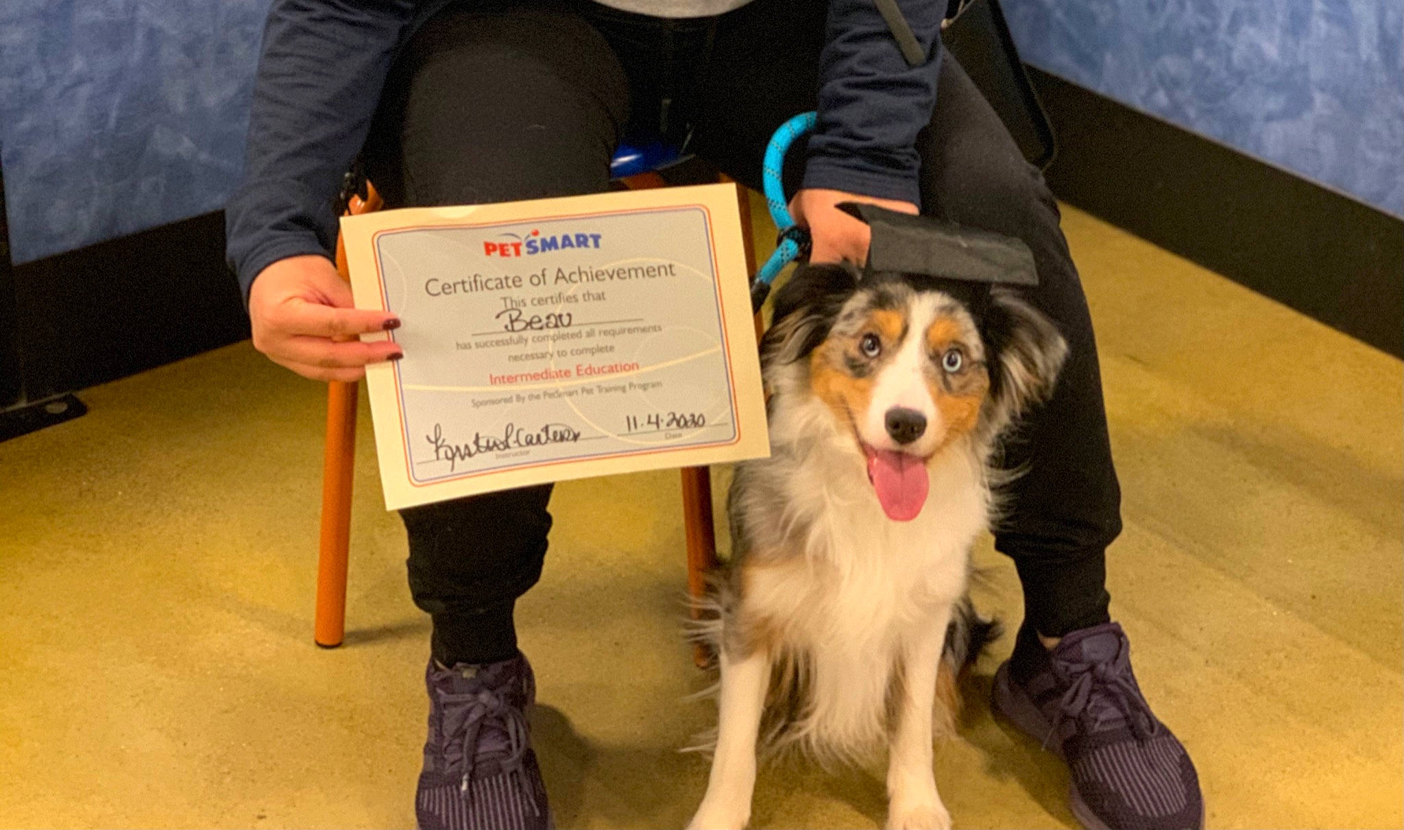 Beau joined the competition — help win amazing prizes! boot, border_collie, canidae, carnivore, collar, collie, companion_dog, dog, dog_breed, dog_supply, fur, handwriting, herding_dog, pet_supply, rough_collie, shetland_sheepdog, snout, sporting_group, vertebrate, working_animal