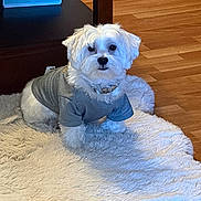 Yuki joined the competition — help win amazing prizes! dog, white_dog, small_dog, pet, sweater, indoor, rug, floor, wood_floor, furniture, cozy, cute, animal, companion, domestic, portrait, sitting, fur, looking, calm