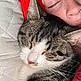 Nacho joined the competition — help win amazing prizes! bedding, blanket, cat, close_up, cozy, cuddle, ear, human, indoor, nose, pet, pet_owner, pillow, portrait, relaxed, sleeping_cat, sleeping_person, snuggle, tabby, whiskers