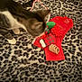 blurred, carpet, cat, christmas_stocking, close_up, cozy, fur, green, holiday, indoor, leopard_print, pattern, paws, pet, plaid, plush_toy, red, sniffing, striped_cat, toy