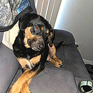 Mr.floppybottom is registered to the contest to win money with this photo: dog, couch, blanket, paws, crossed_paws, indoor, pet, relaxed, black_and_tan, fur, ears, tail, nails, window_blinds, homedecor, comfort, resting, portrait, canine, animal