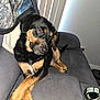 dog, couch, blanket, paws, crossed_paws, indoor, pet, relaxed, black_and_tan, fur, ears, tail, nails, window_blinds, homedecor, comfort, resting, portrait, canine, animal