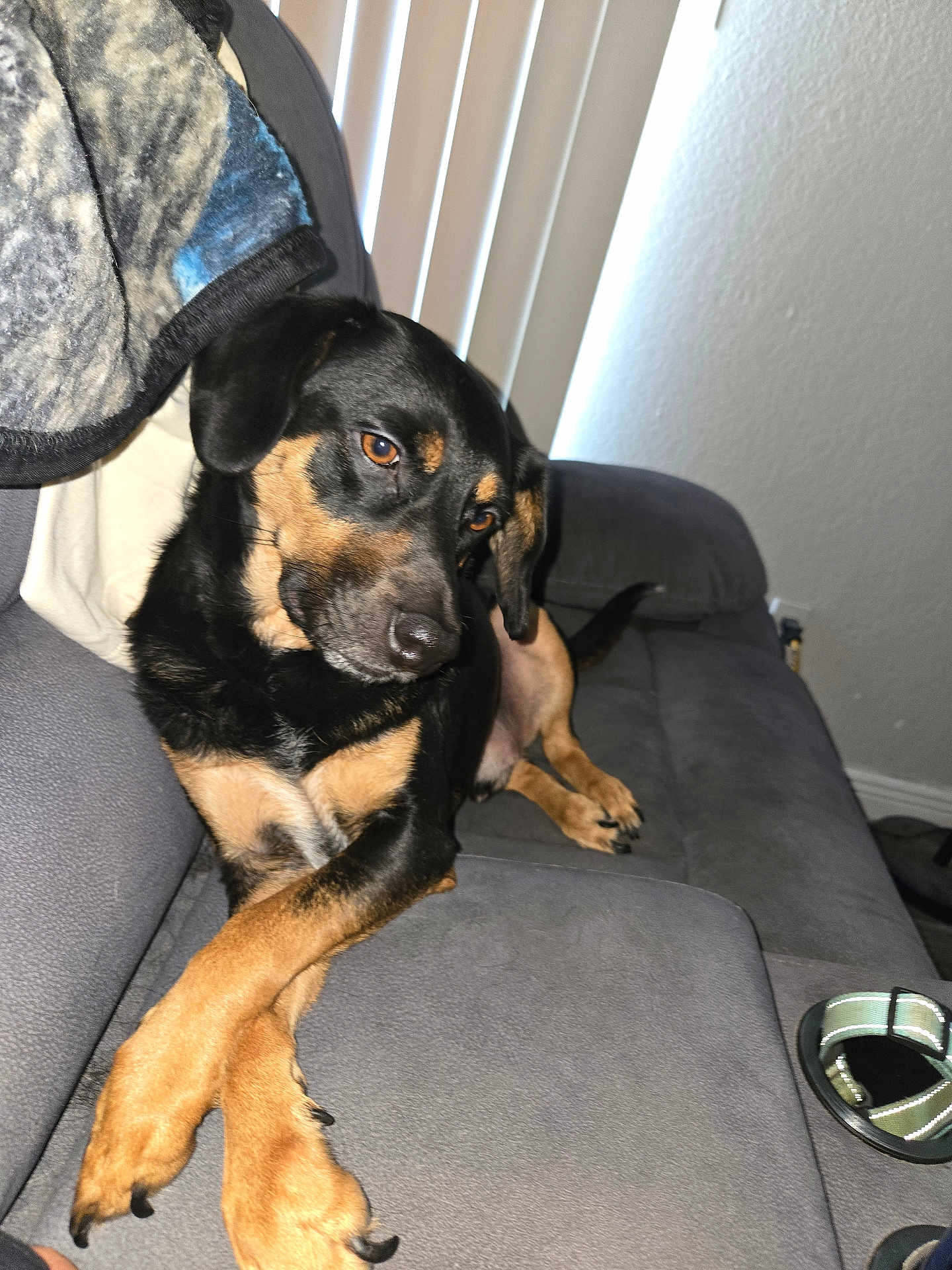 Mr.floppybottom is registered to the contest to win money with this photo: dog, couch, blanket, paws, crossed_paws, indoor, pet, relaxed, black_and_tan, fur, ears, tail, nails, window_blinds, homedecor, comfort, resting, portrait, canine, animal