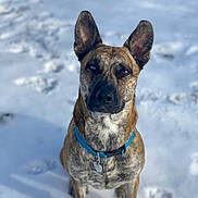 Hussle is registered to the contest to win money with this photo: alert, animal, blue_collar, brindle_coat, canine, companion, cute, daylight, dog, ears_up, fur, looking_up, nature, outdoor, paw_prints, pet, portrait, sitting, snow, winter