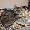 Elle joined the competition — help win amazing prizes! animal, bedroom, blanket, cat, cozy, cute, doll, domestic_cat, ears, feline, fur, indoor, looking_at_camera, patterned, paw, pet, relaxed, resting, tabby, whiskers