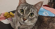Elle joined the competition — help win amazing prizes! animal, bed, blanket, cat, closeup, collar, comfortable, curious, cute, domestic_cat, ears, feline, fur, green_eyes, indoor, looking_at_camera, pet, resting, tabby, whiskers