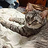 Elle is registered to the contest to win money with this photo: animal, bed, bedspread, cat, clothing, curious, domestic, ears, floral_pattern, fur, furniture, gray_cat, indoor, pet, relaxed, resting, tabby, tail, whiskers, wooden_desk