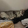 animal, bed, blanket, cat, clothes, comfortable, cozy, domestic, fabric, feline, fur, indoor, pet, pillow, relaxed, resting, sleepy, soft, striped, tabby