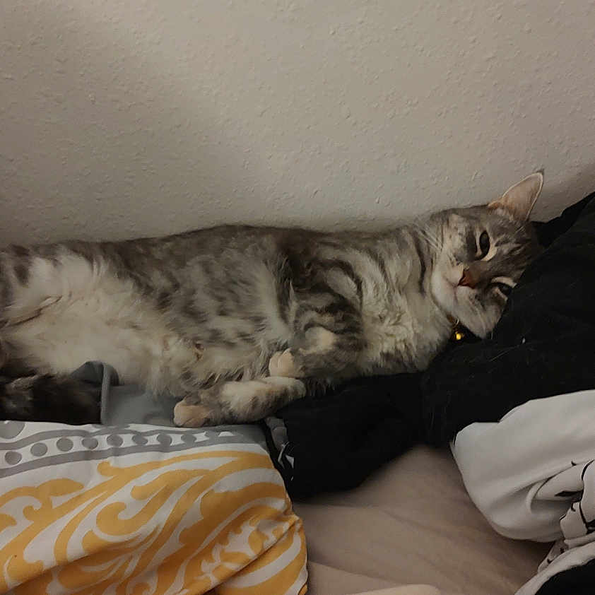 Elle