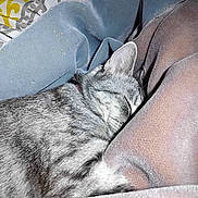 Elle is registered to the contest to win money with this photo: animal, blanket, cat, closeup, comfort, cozy, cute, domestic_cat, feline, fur, gray_tabby, indoor, nap, pattern, pet, relaxation, resting, sleeping, soft, warm
