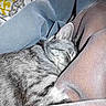 animal, blanket, cat, closeup, comfort, cozy, cute, domestic_cat, feline, fur, gray_tabby, indoor, nap, pattern, pet, relaxation, resting, sleeping, soft, warm