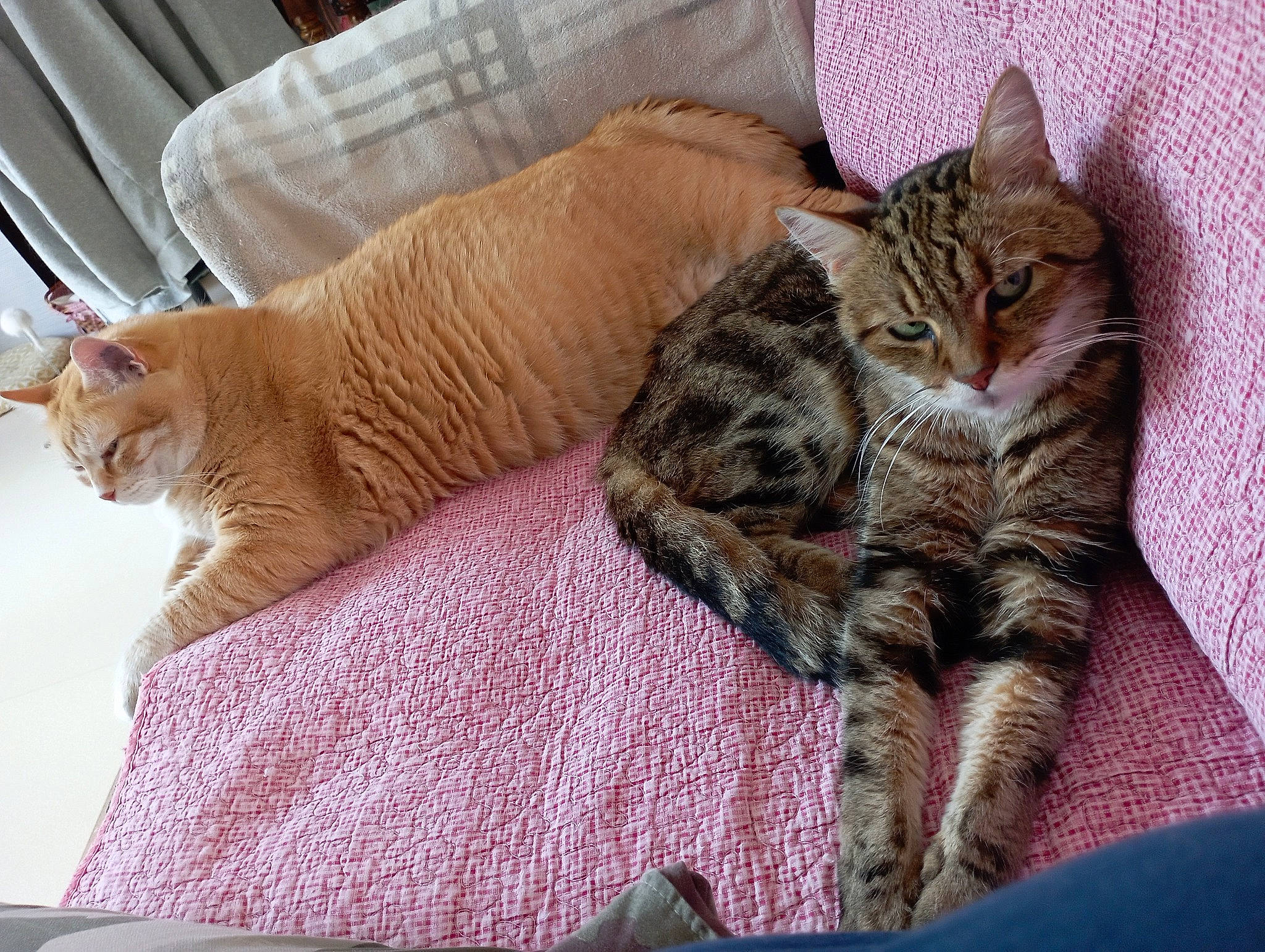 Cannelle a rejoint le concours — aidez-le/la à gagner de superbes lots ! carnivore, cat, cat_supply, claw, comfort, domestic_short_haired_cat, fawn, felidae, fur, linens, nap, paw, sleep, small_to_medium_sized_cats, snout, tail, thread, whiskers, window, wood