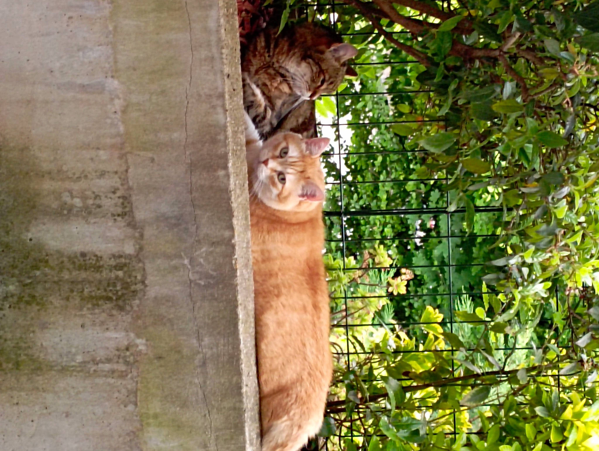 Cannelle participe au concours pour gagner de l'argent avec cette photo : big_cats, carnivore, cat, domestic_short_haired_cat, fawn, felidae, fur, grass, lion, plant, small_to_medium_sized_cats, snout, tail, terrestrial_animal, tree, trunk, twig, whiskers, wildlife, wood