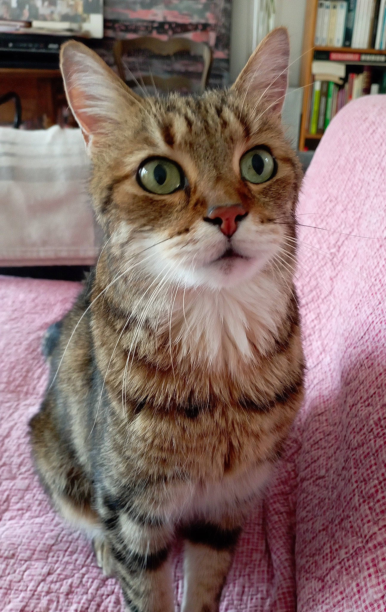 Et a rejoint le concours — aidez-le/la à gagner de superbes lots ! bookcase, carnivore, cat, claw, domestic_short_haired_cat, fawn, felidae, fur, paw, shelf, small_to_medium_sized_cats, snout, tail, terrestrial_animal, whiskers