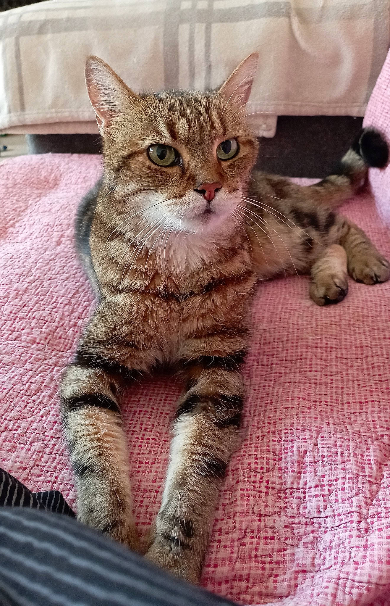 Et participe au concours pour gagner de l'argent avec cette photo : art, carnivore, cat, claw, comfort, domestic_short_haired_cat, fawn, felidae, foot, fur, paw, sitting, small_to_medium_sized_cats, snout, tail, terrestrial_animal, whiskers, wildlife