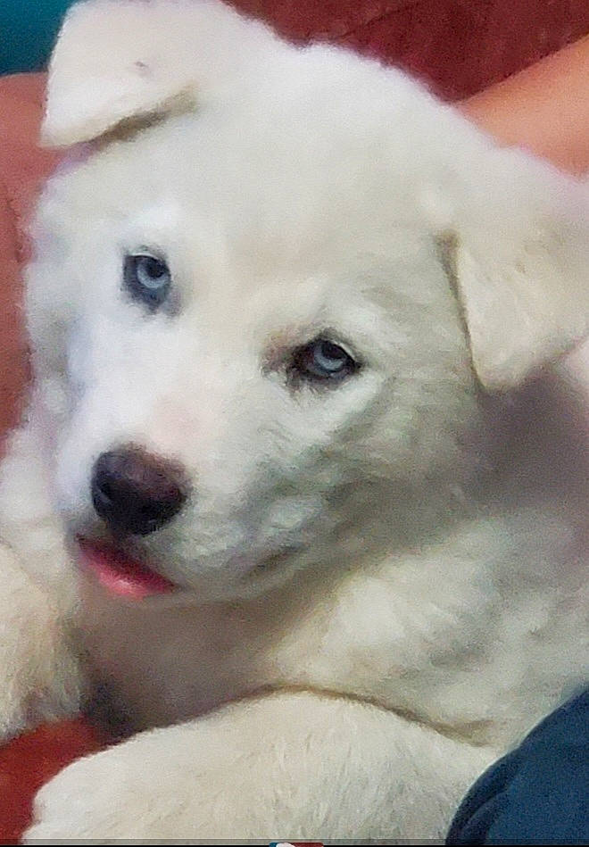 Moonshine joined the competition — help win amazing prizes! canidae, carnivore, companion_dog, dog, dog_breed, fawn, fur, non_sporting_group, polish_tatra_sheepdog, snout, sporting_group, terrestrial_animal, whiskers, working_animal