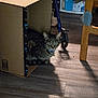 tabby_cat, cat, cardboard_box, collar, bell, wooden_floor, chair_leg, hairbrush, wheel, walker, indoor, pet, domestic_cat, feline, shadow, light, flooring, box, resting, animal