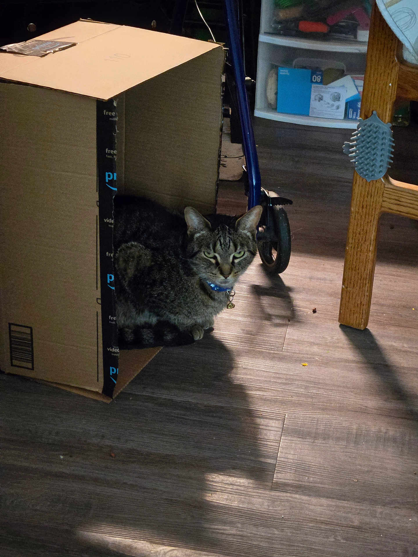 Toonces is registered to the contest to win money with this photo: tabby_cat, cat, cardboard_box, collar, bell, wooden_floor, chair_leg, hairbrush, wheel, walker, indoor, pet, domestic_cat, feline, shadow, light, flooring, box, resting, animal