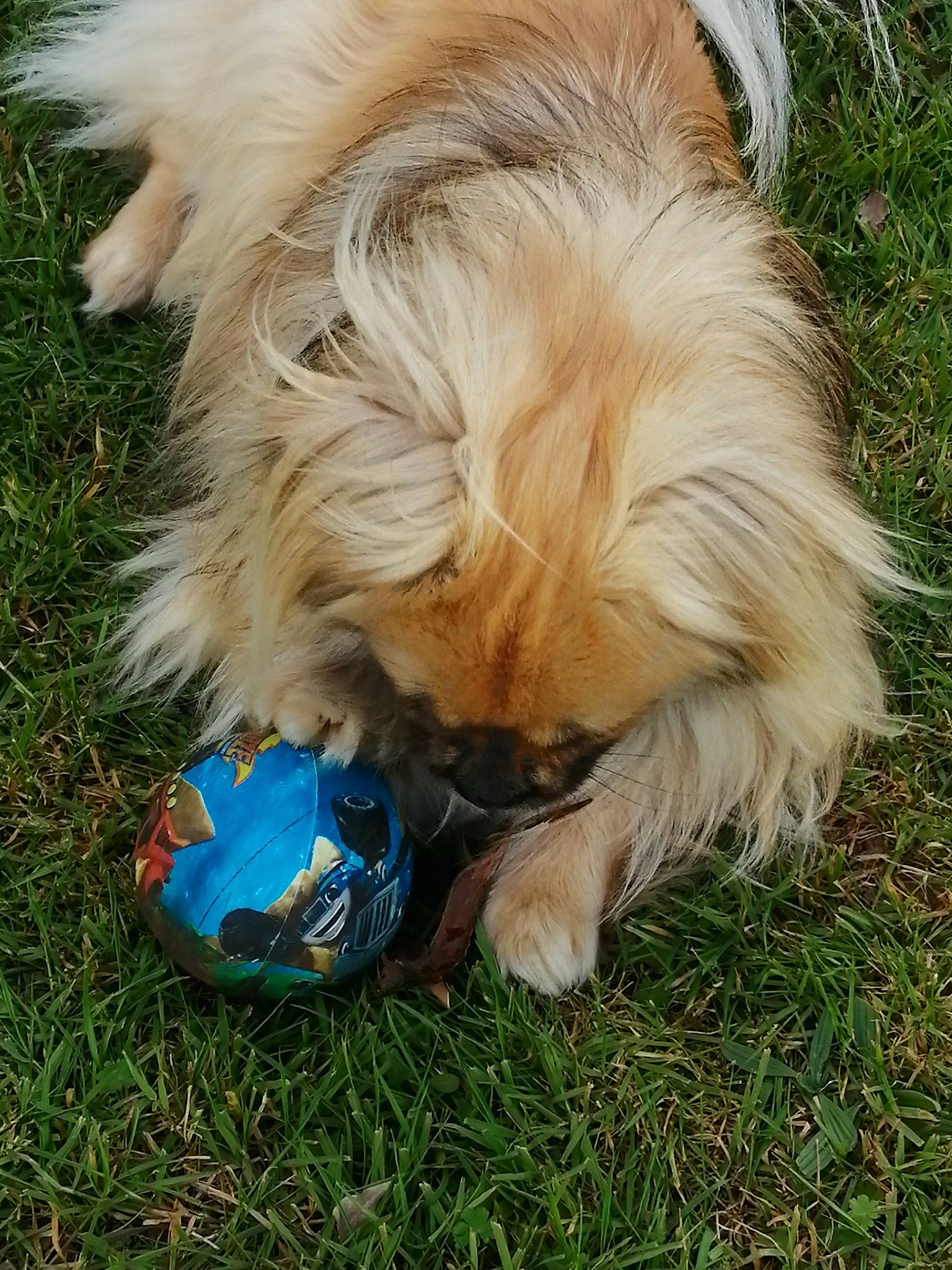 Noé a rejoint le concours — aidez-le/la à gagner de superbes lots ! ball, canidae, carnivore, collar, companion_dog, dog, dog_breed, dog_clothes, dog_collar, dog_supply, fashion_accessory, fawn, fur, german_spitz, grass, liver, snout, sporting_group, toy_dog, working_animal