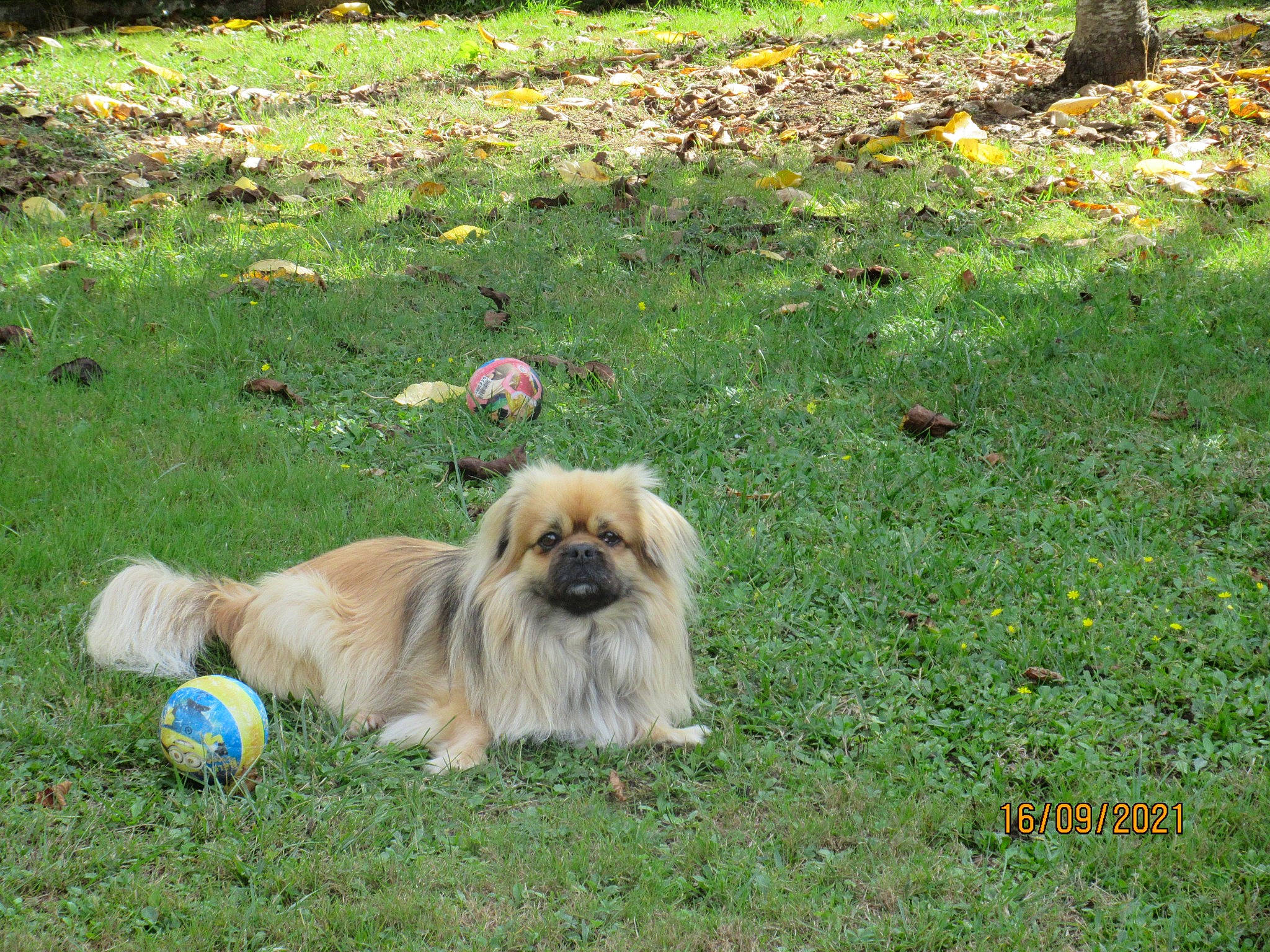 Noé a rejoint le concours — aidez-le/la à gagner de superbes lots ! carnivore, companion_dog, dog, dog_breed, fawn, flower, fur, german_spitz_klein, grass, groundcover, leaf, liver, plant, shih_tzu, snout, sporting_group, tail, tibetan_spaniel, toy_dog, working_animal